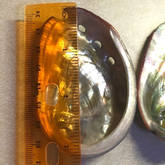 8 Genuine Abalone Shells - Picture 2 of 8